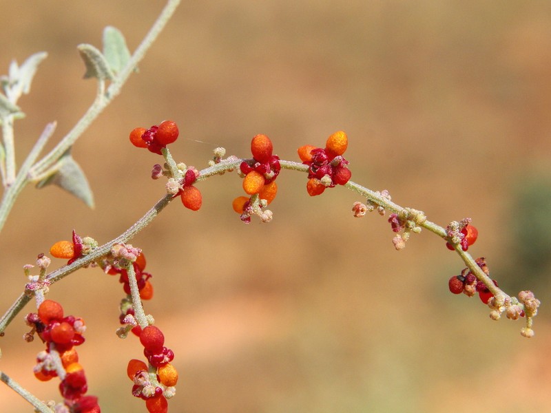 Chenopodium nutans photo 2
