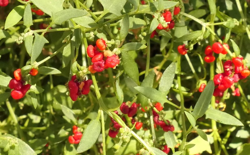 Chenopodium nutans photo 3