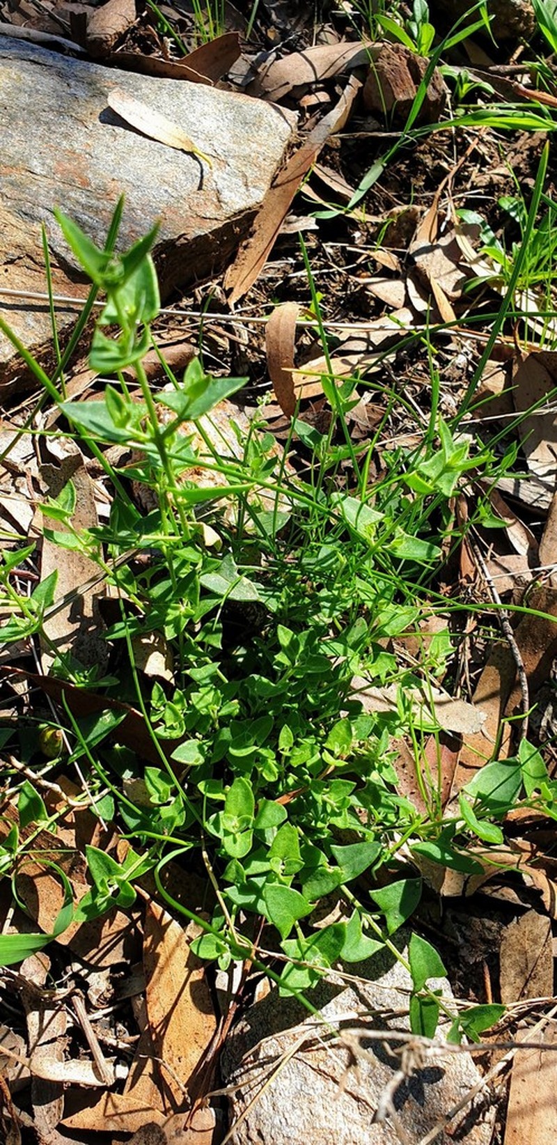 Chenopodium nutans photo 4