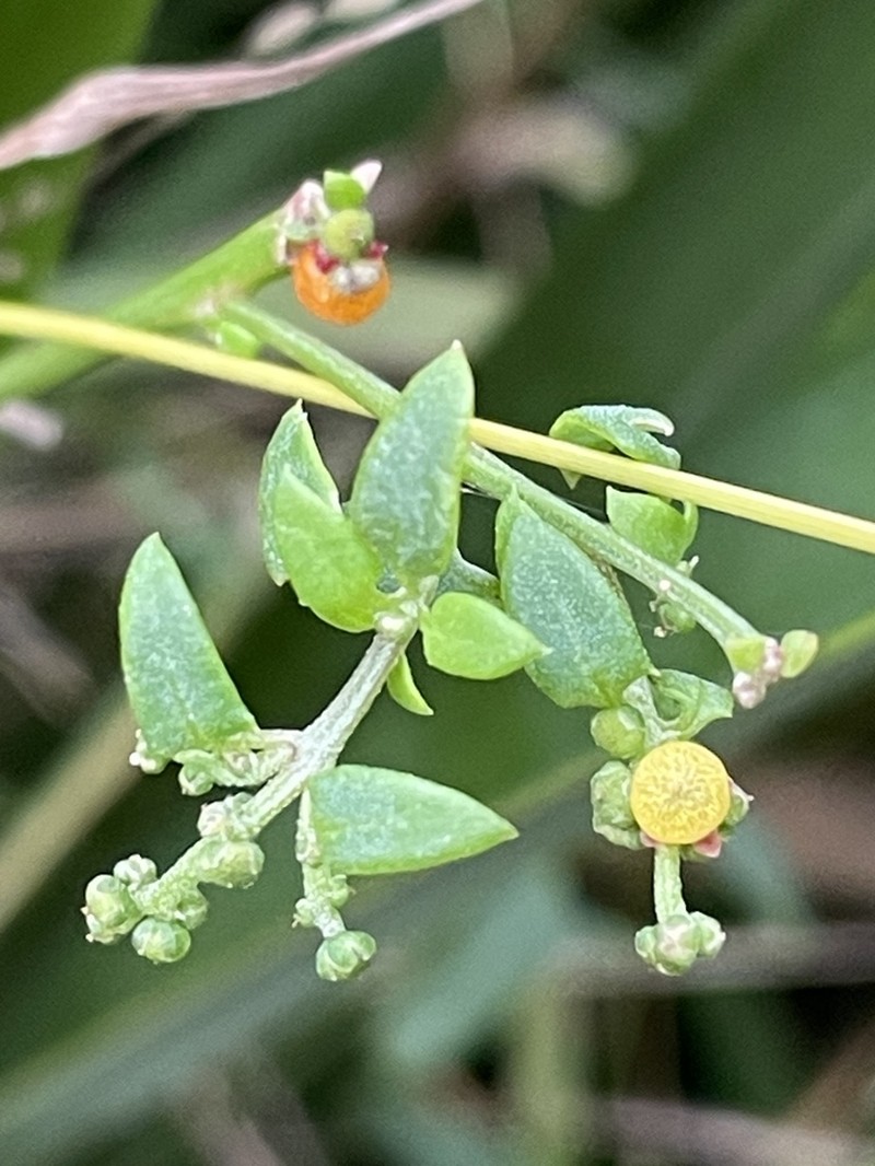 Chenopodium nutans photo 6