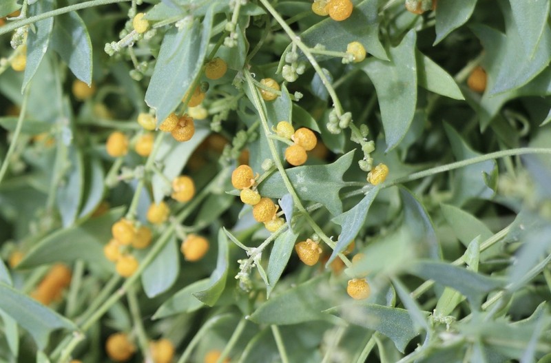 Chenopodium nutans photo 7