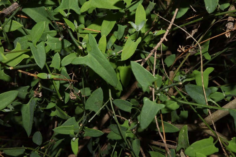 Chenopodium nutans photo 8