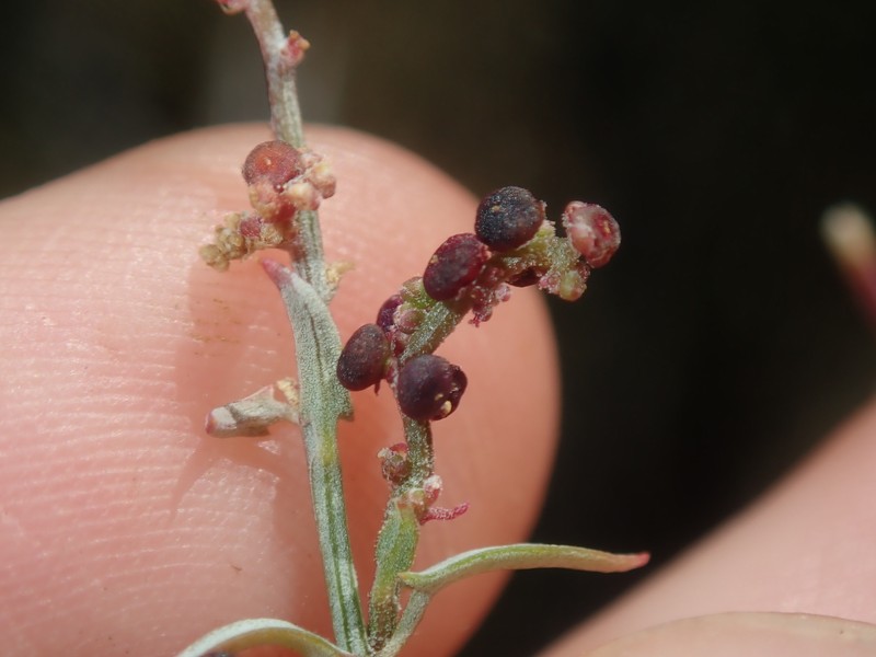 Chenopodium nutans subsp. eremaeum photo 2