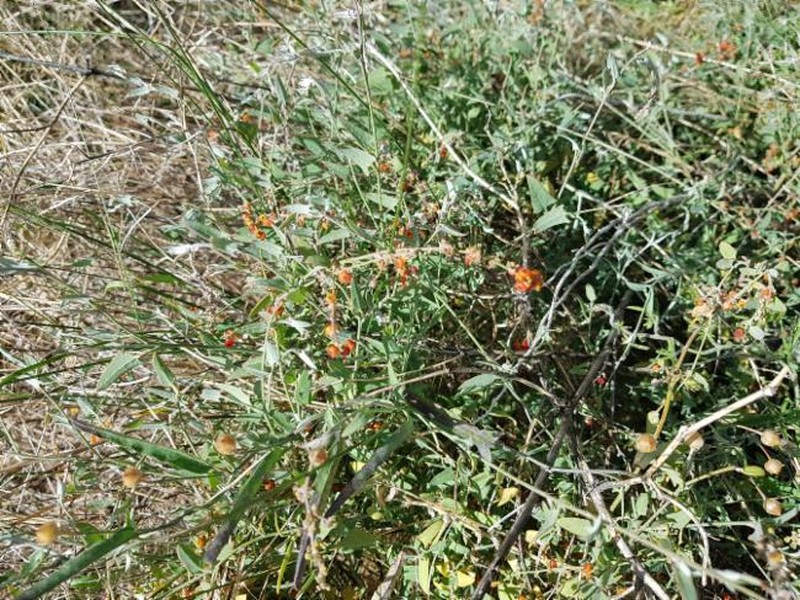 Chenopodium nutans subsp. eremaeum photo 3