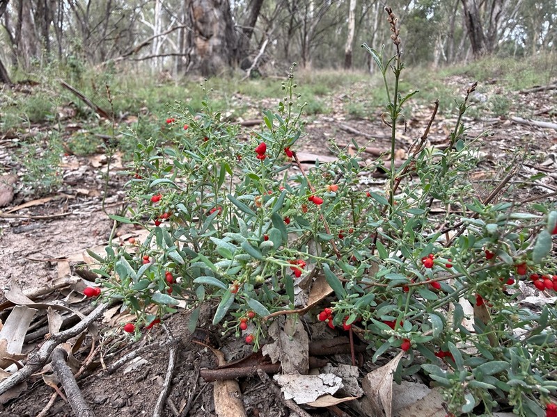 Chenopodium nutans subsp. linifolium