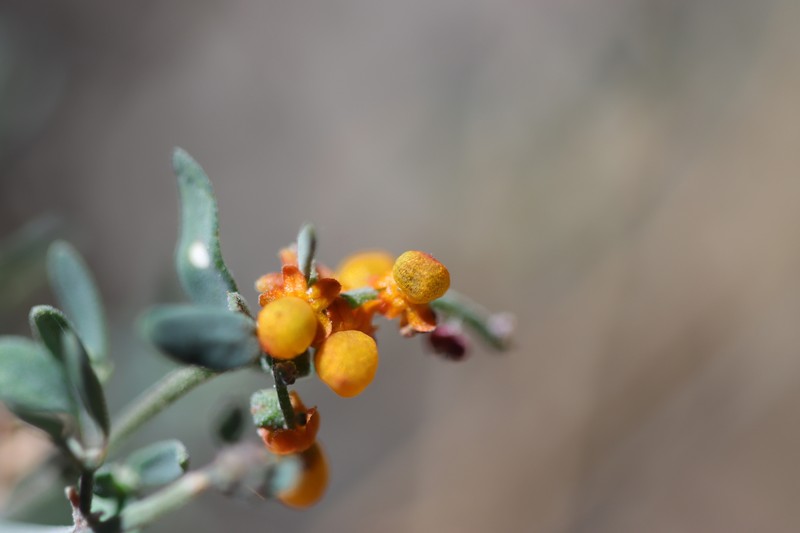 Chenopodium nutans subsp. linifolium photo 2