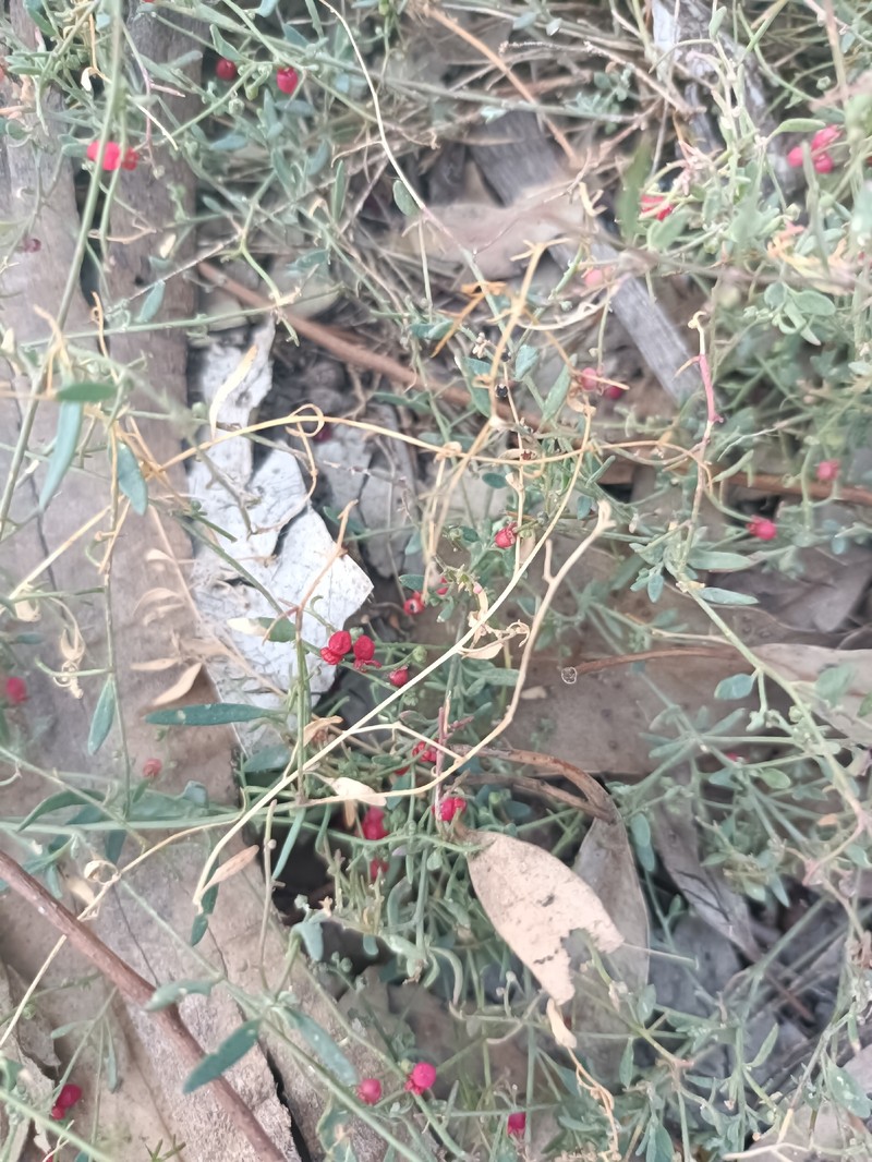 Chenopodium nutans subsp. linifolium photo 3