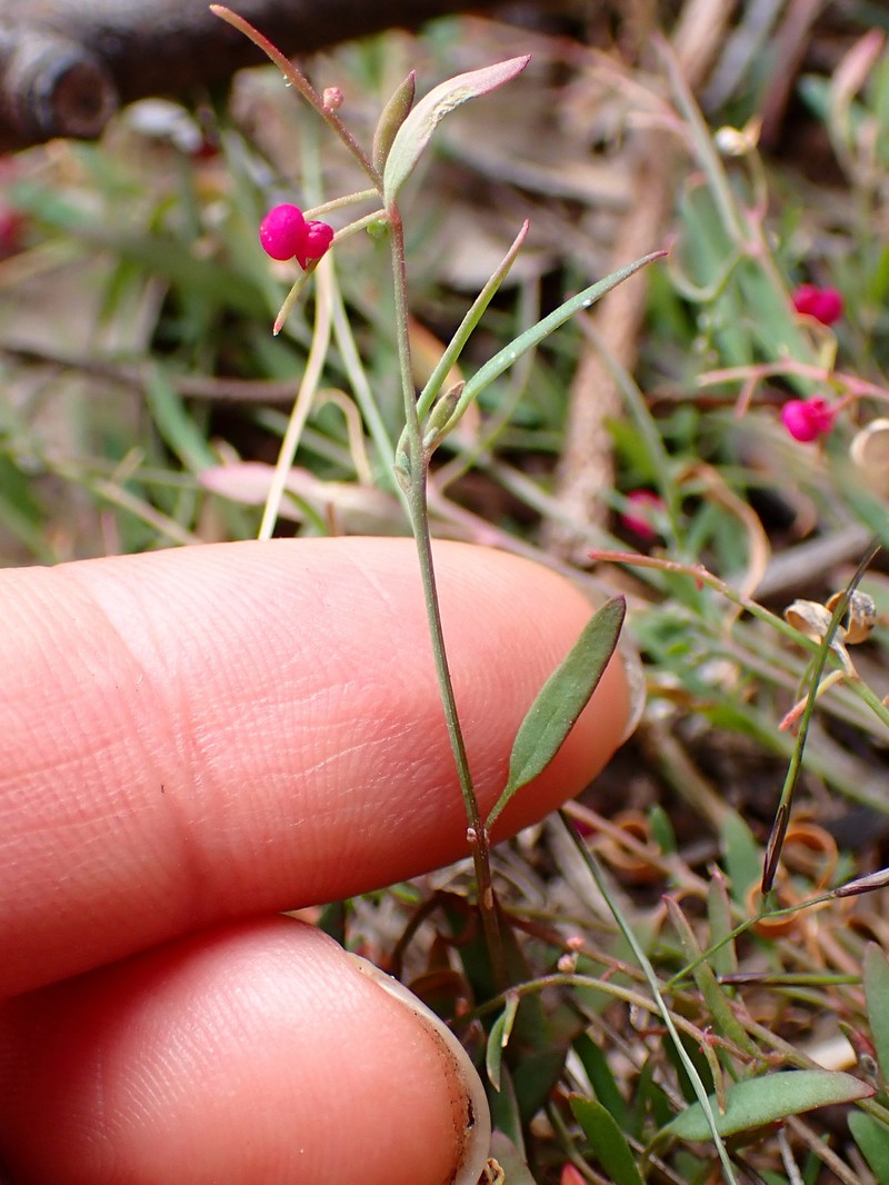 Chenopodium nutans subsp. linifolium photo 4