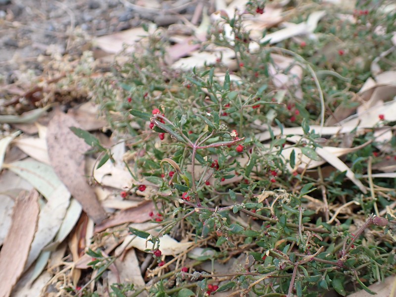 Chenopodium nutans subsp. nutans