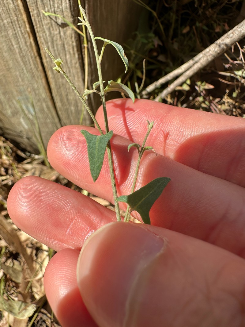Chenopodium nutans subsp. nutans photo 3