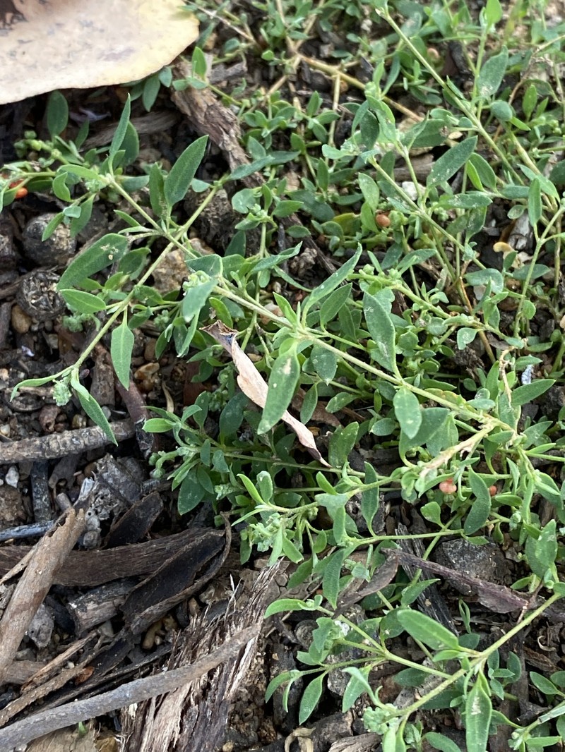 Chenopodium nutans subsp. nutans photo 4
