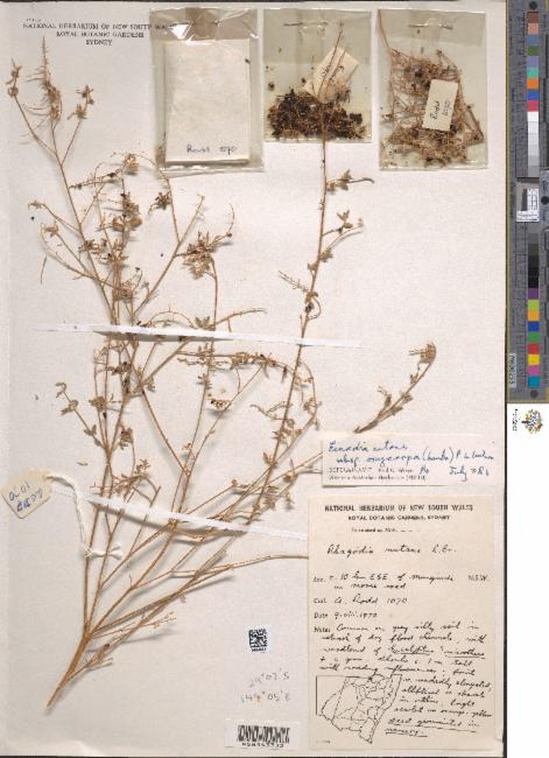 Chenopodium nutans subsp. oxycarpum