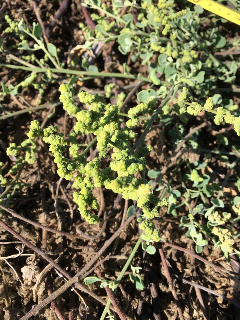 Chenopodium oahuense subsp. ilioensis