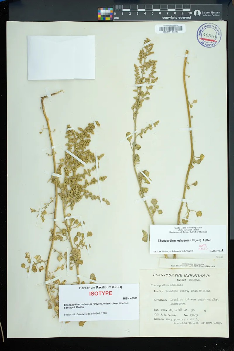 Chenopodium oahuense subsp. ilioensis photo 3