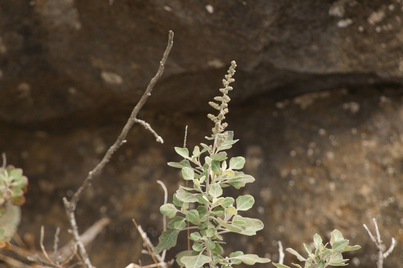 Chenopodium oahuense subsp. oahuense