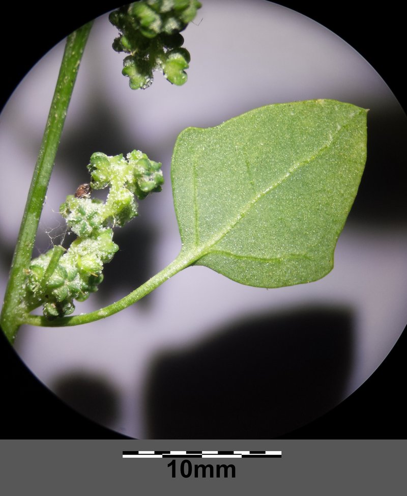 Seaport Goosefoot photo 3