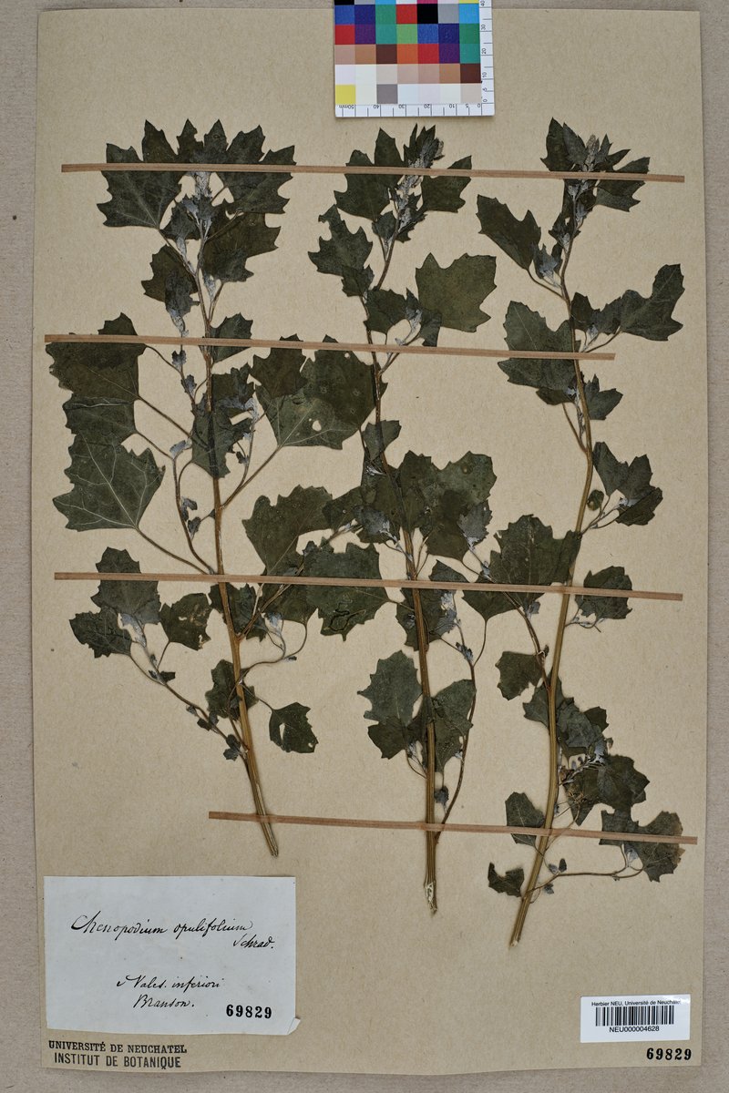 Seaport Goosefoot photo 4