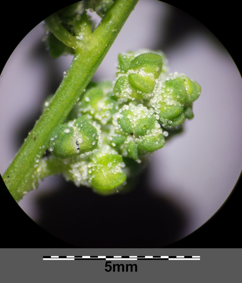 Seaport Goosefoot photo 5