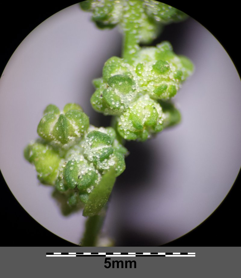 Seaport Goosefoot photo 6