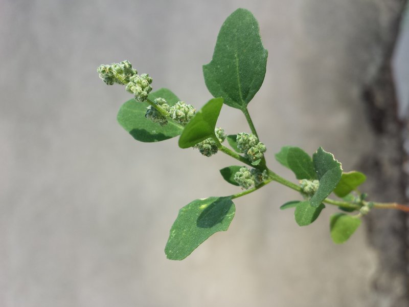 Seaport Goosefoot photo 7