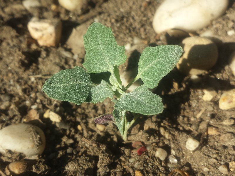 Seaport Goosefoot