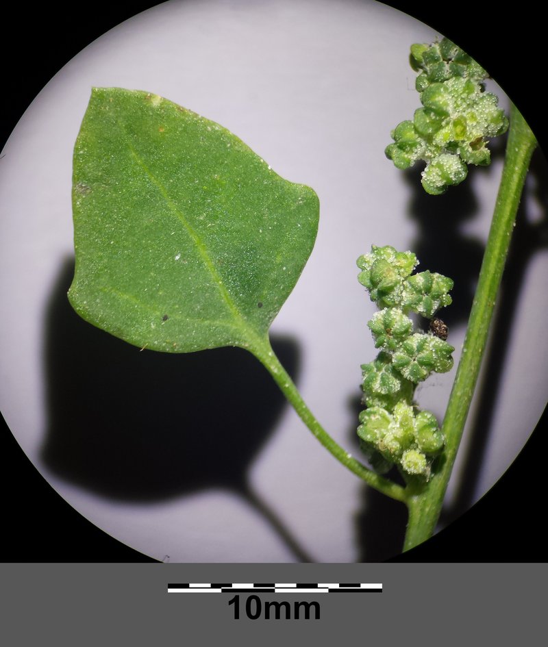 Seaport Goosefoot photo 8