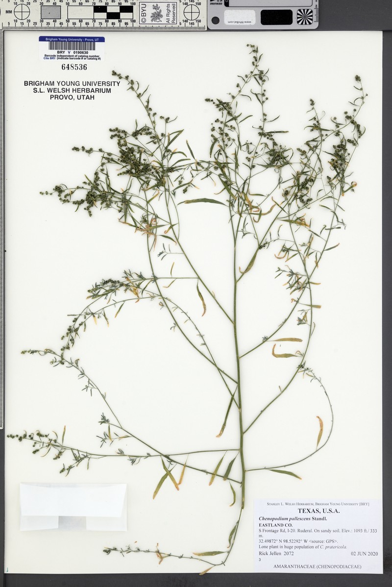 Slimleaf Goosefoot