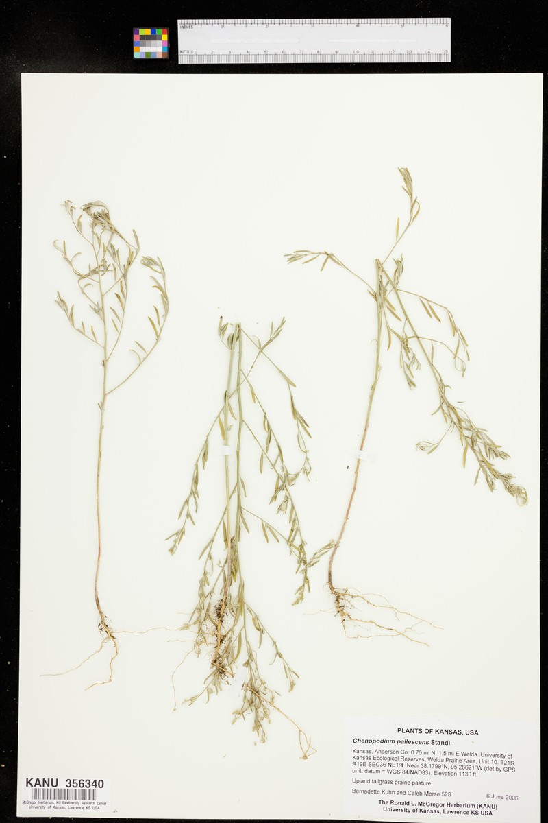 Slimleaf Goosefoot photo 2
