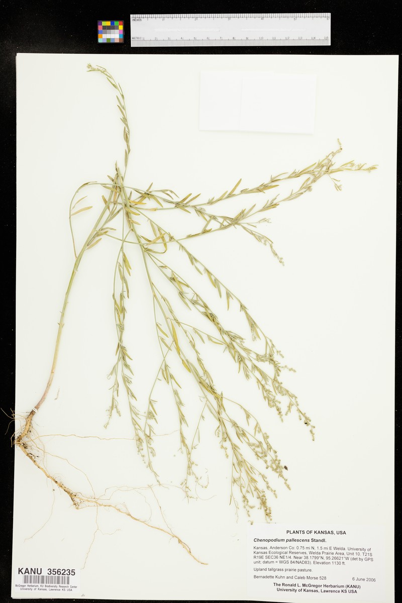 Slimleaf Goosefoot photo 3