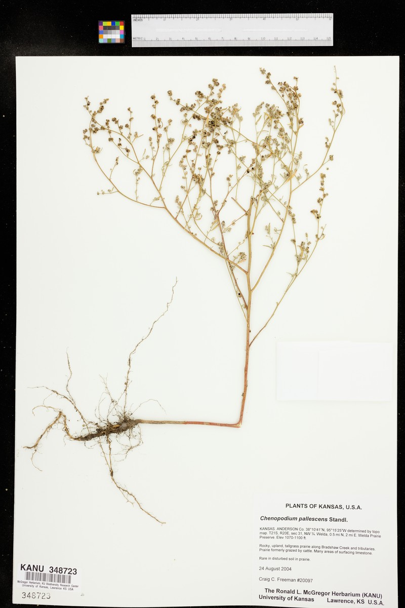 Slimleaf Goosefoot photo 4