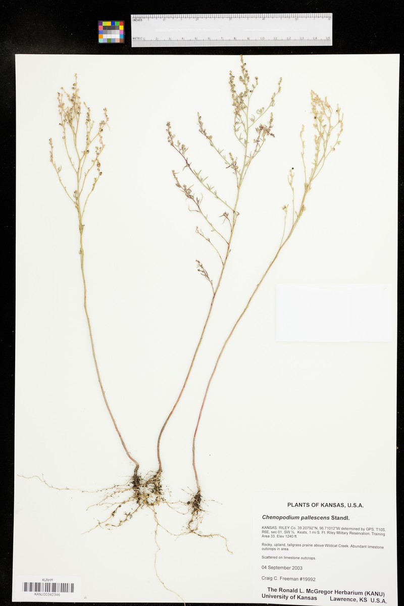 Slimleaf Goosefoot photo 5