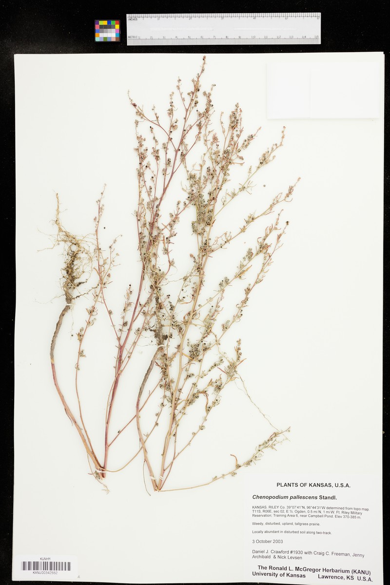 Slimleaf Goosefoot photo 6