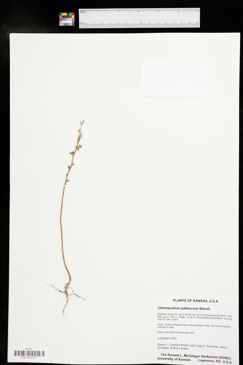 Slimleaf Goosefoot photo 7
