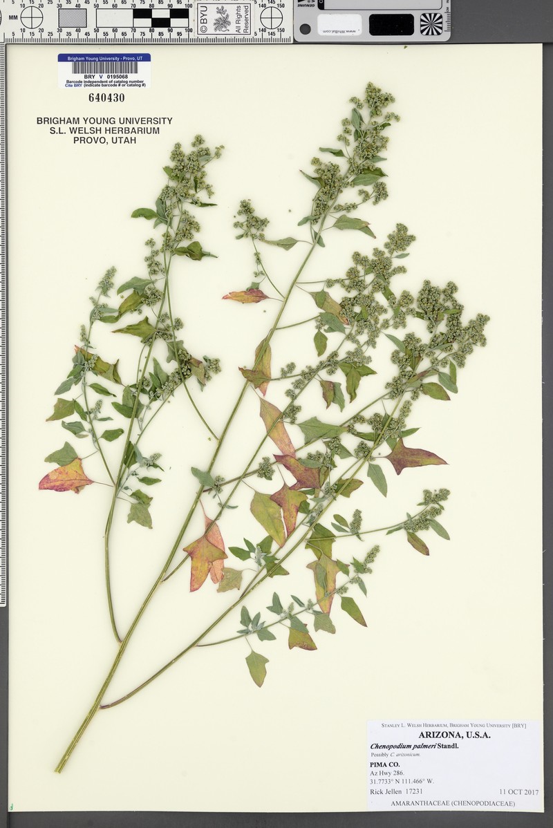 Chenopodium palmeri