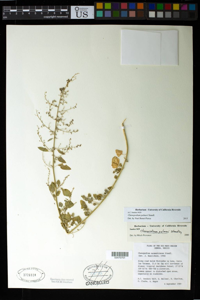 Chenopodium palmeri photo 2