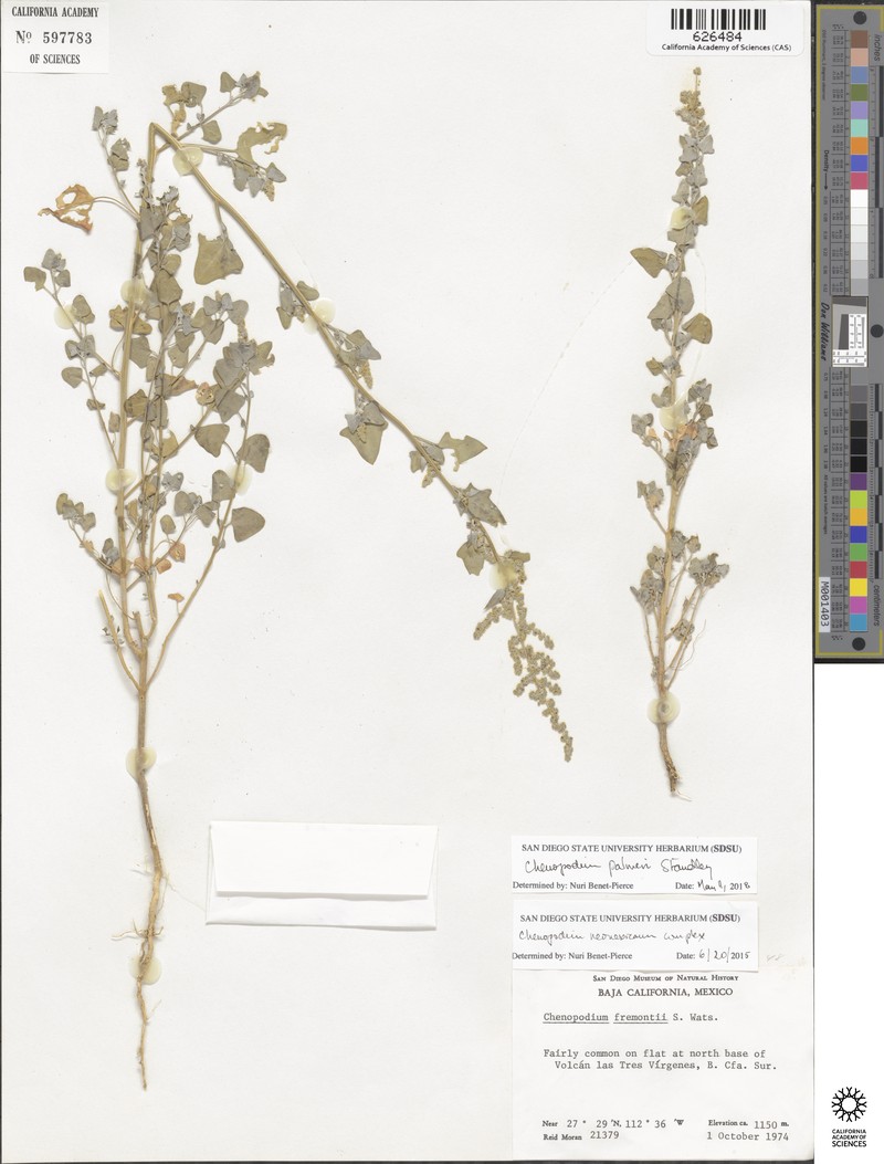 Chenopodium palmeri photo 3