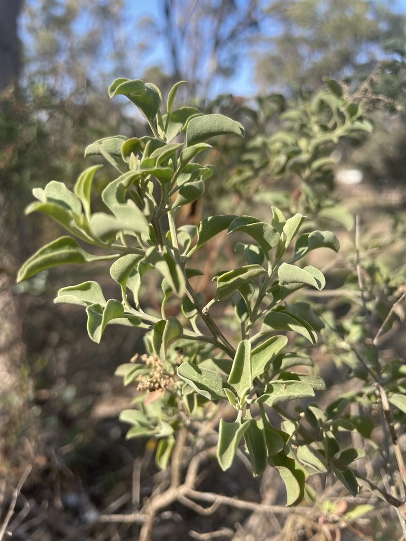 Chenopodium parabolicum