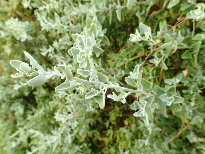 Chenopodium parabolicum photo 2