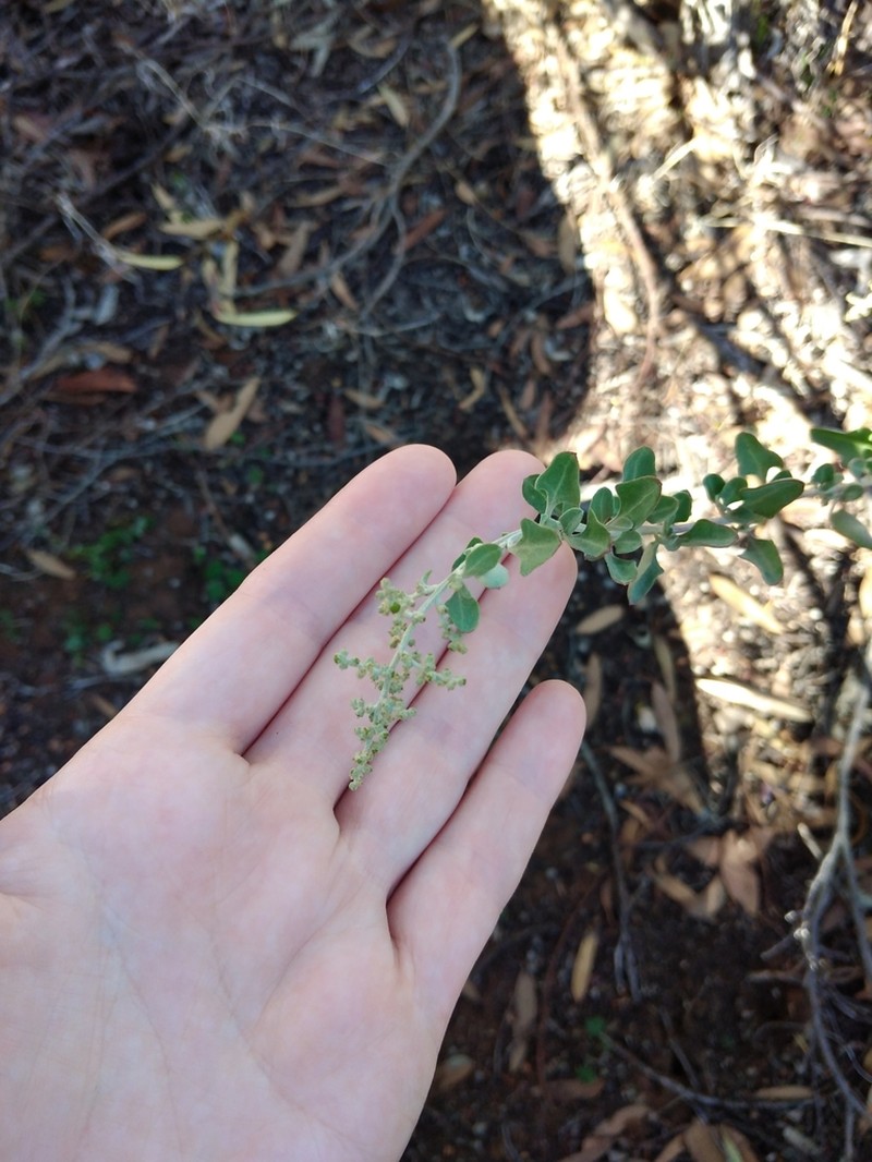 Chenopodium parabolicum photo 3