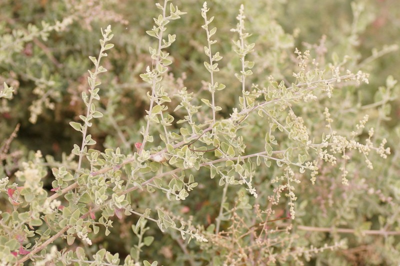 Chenopodium parabolicum photo 4