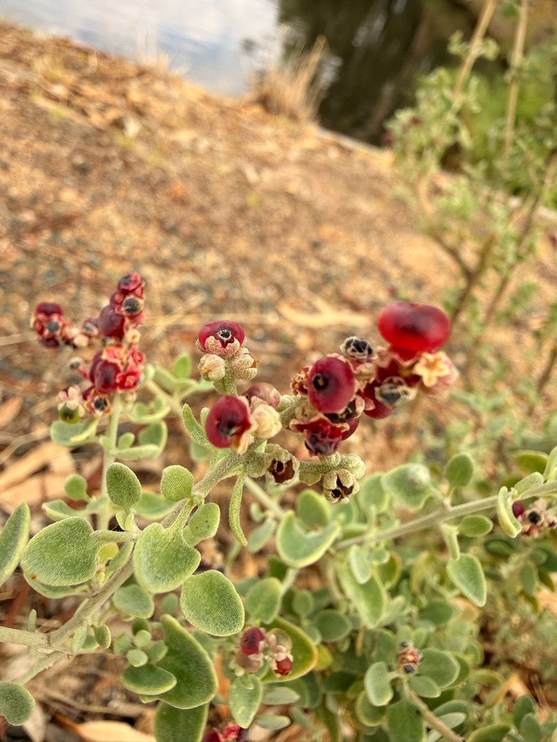 Chenopodium parabolicum photo 5