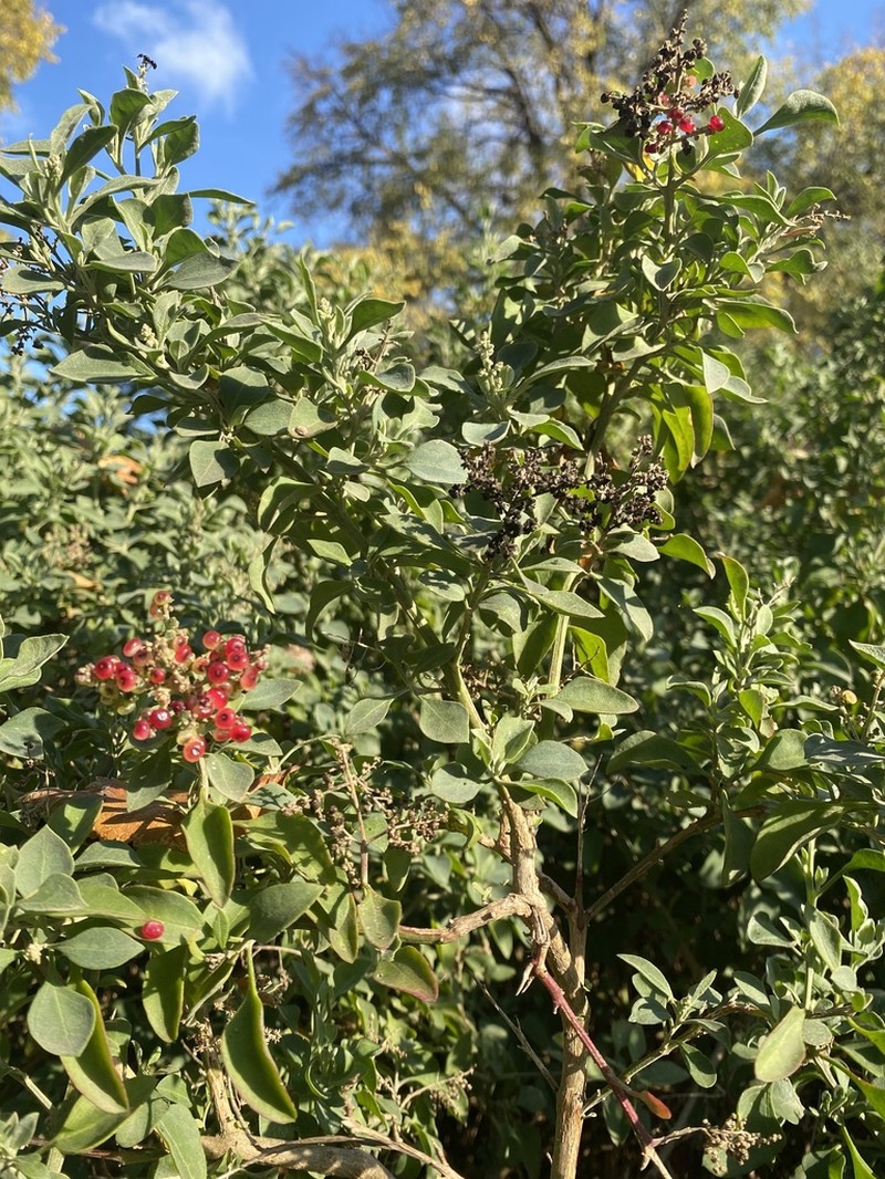Chenopodium parabolicum photo 6