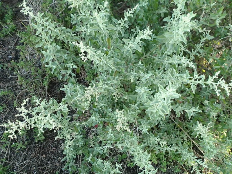 Chenopodium parabolicum photo 7