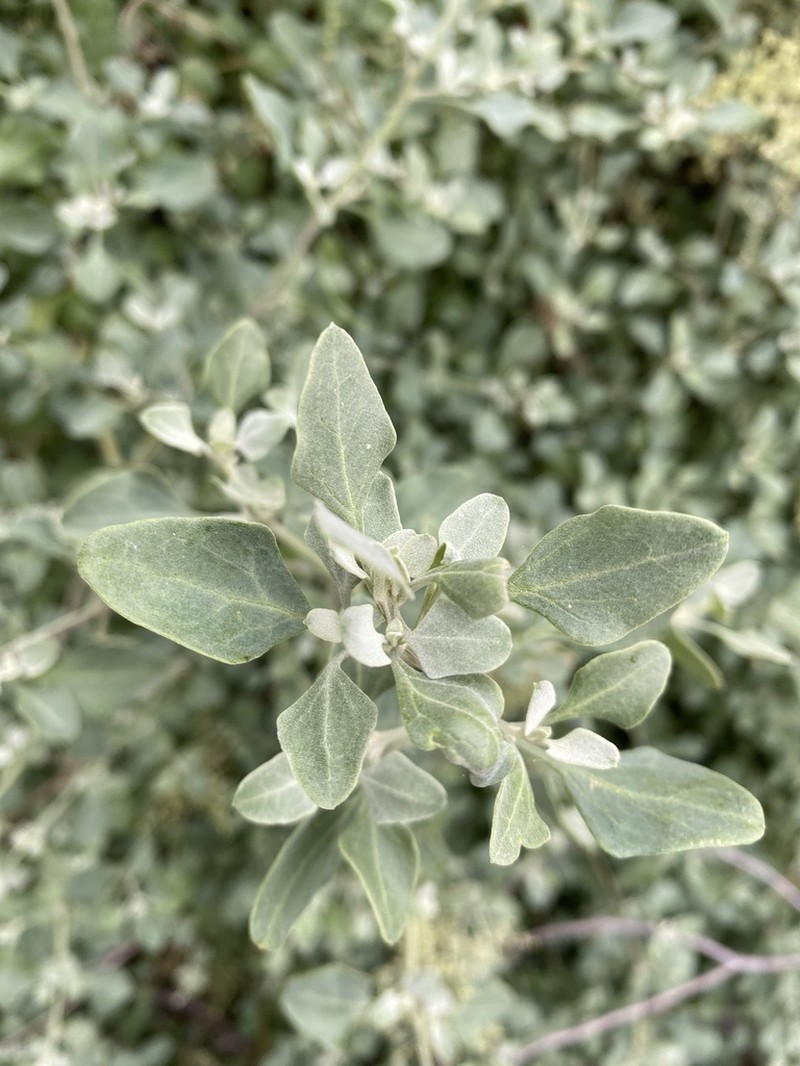 Chenopodium parabolicum photo 8
