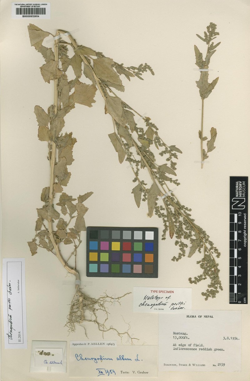 Chenopodium perttii photo 2