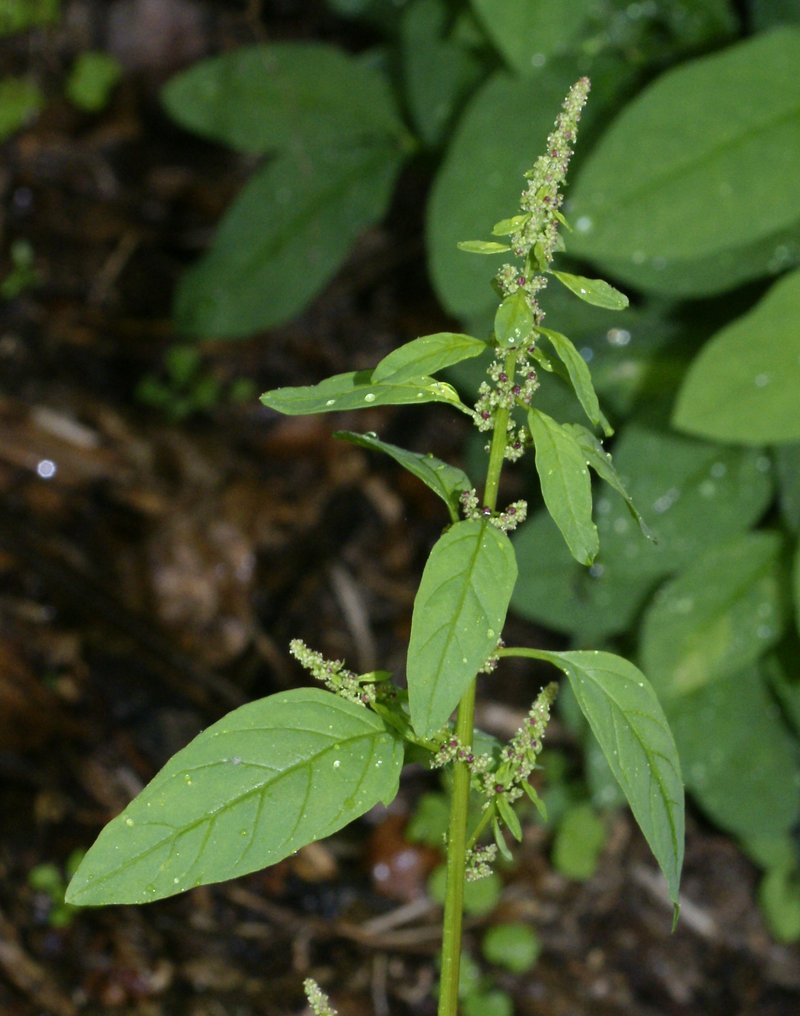 Manyseed Goosefoot photo 2