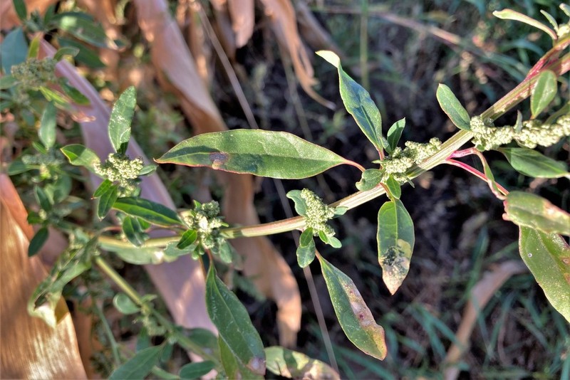 Desert Goosefoot