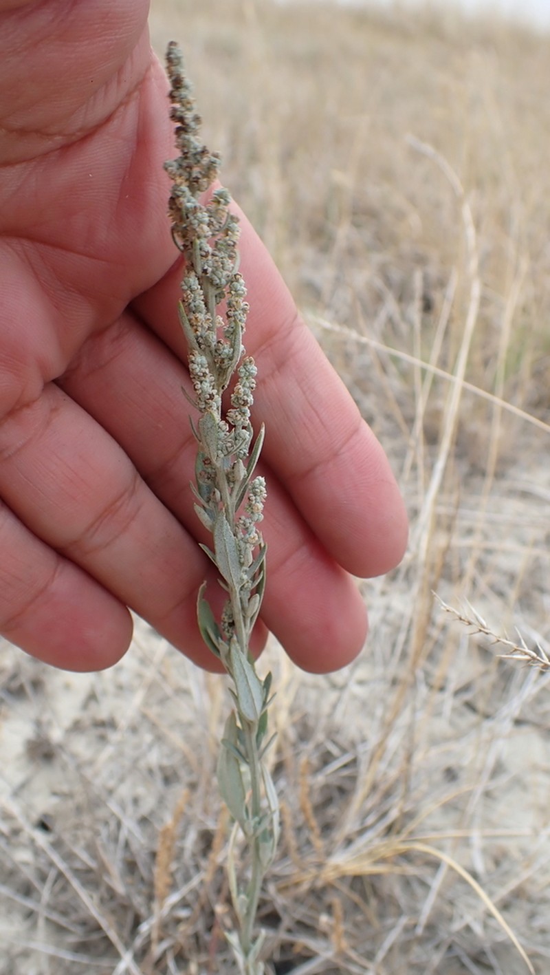 Desert Goosefoot photo 2