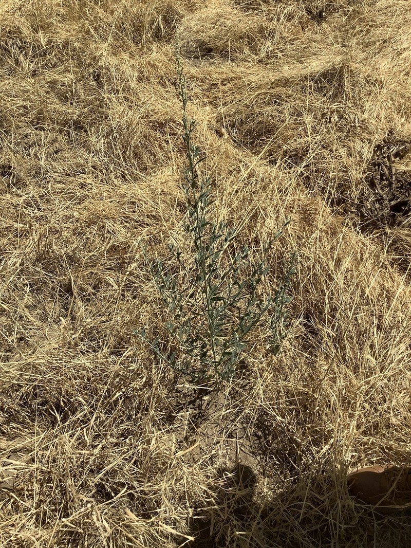 Desert Goosefoot photo 3