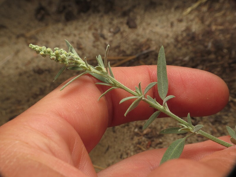 Desert Goosefoot photo 4